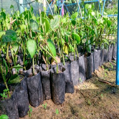 Jeune plante en plastique plantant des sacs avec des appareillages de cliniques de secours de trous